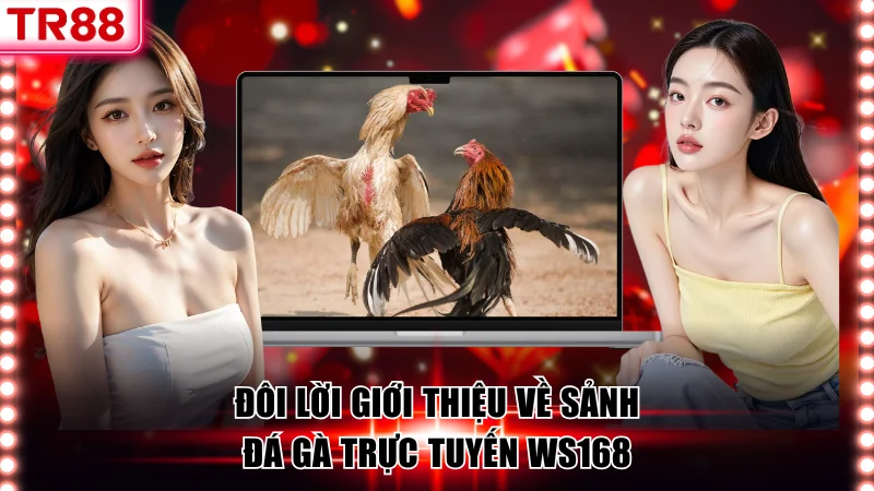Đôi lời giới thiệu về sảnh đá gà WS168 TR88