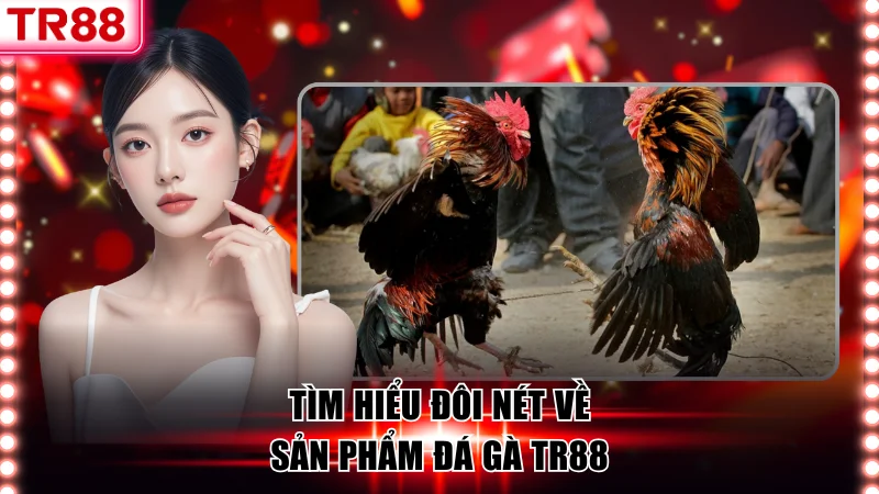 Tìm hiểu đôi nét về sản phẩm đá gà TR88